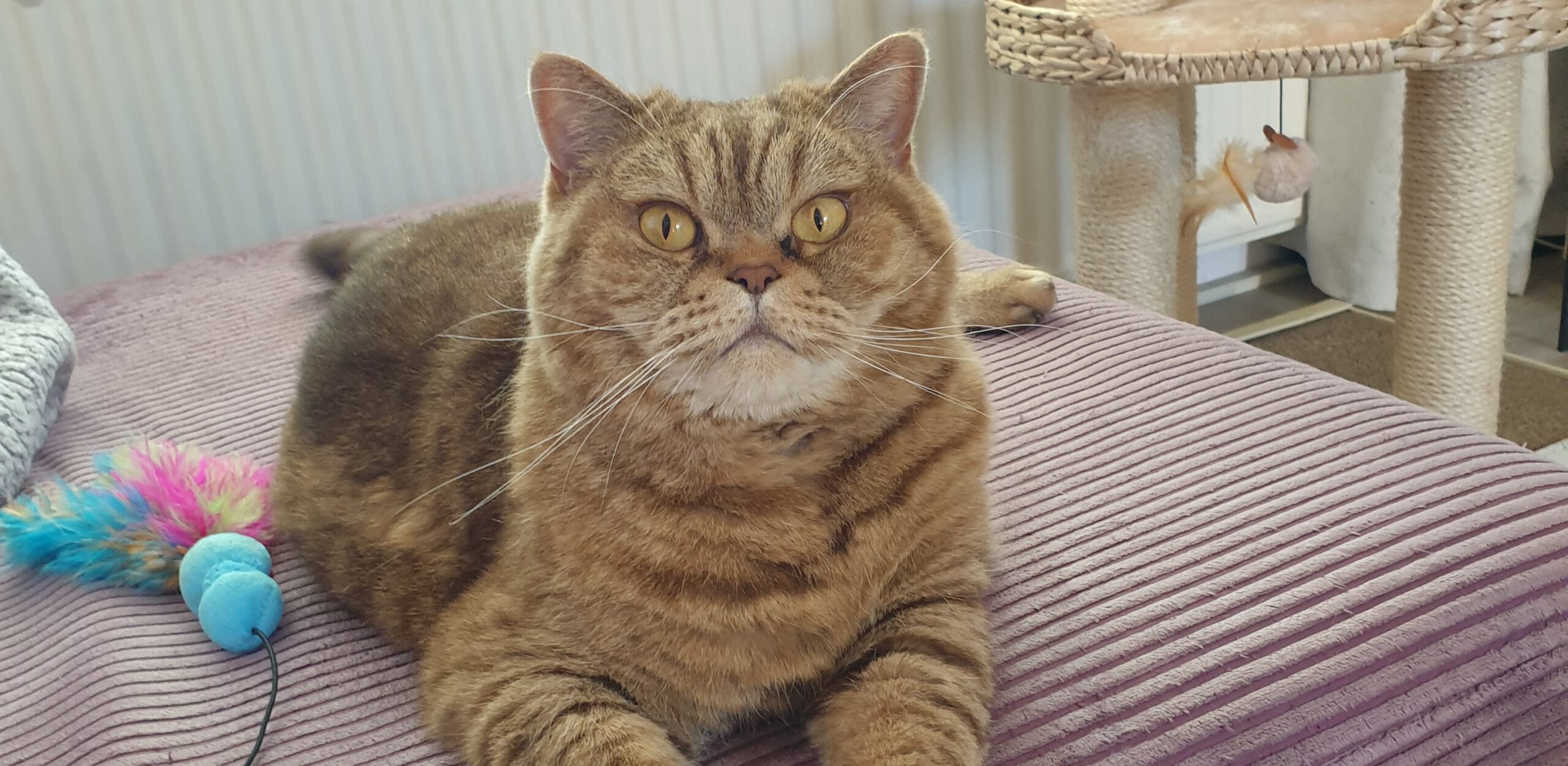 Daley geeft geen pootjes Dievas Daley